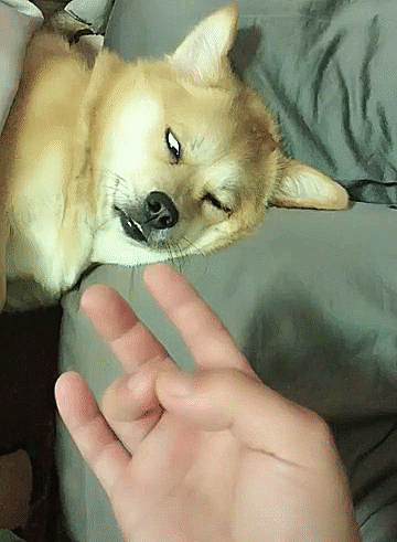 狗狗睡在你的枕边,背后竟隐藏这些真相!