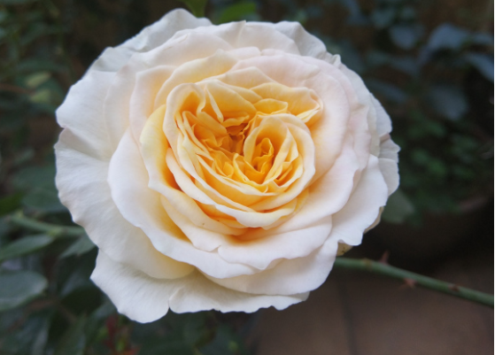 月季品种"碧翠丝"白花黄心,值得入手的品种