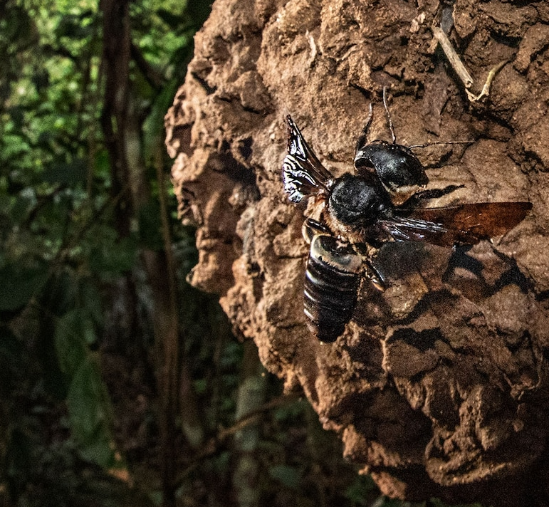 华莱士巨蜂——世界上最大的蜜蜂,和蚂蚁同住一栋楼