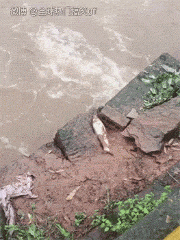 搞笑gif图:看到结局我也就放心了,安排