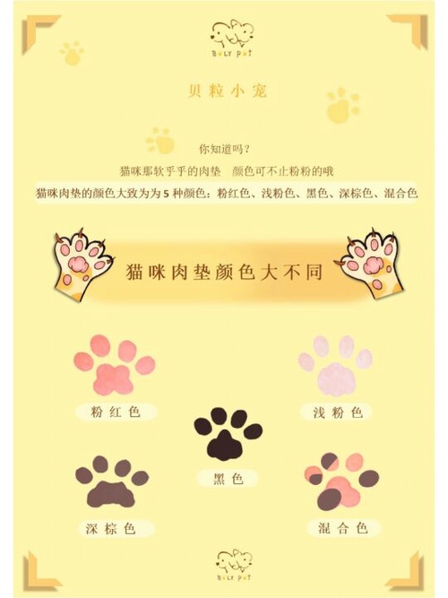 猫爪子结构图图片