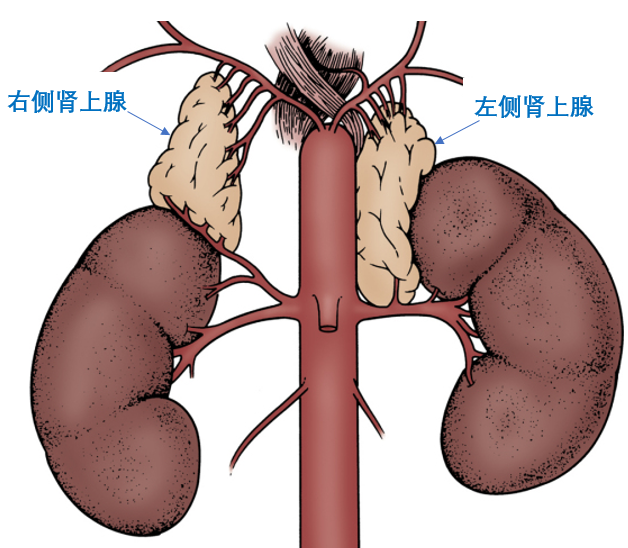 人体肾上腺位置图图片