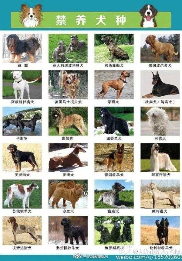 中国犬种大全排名图片图片