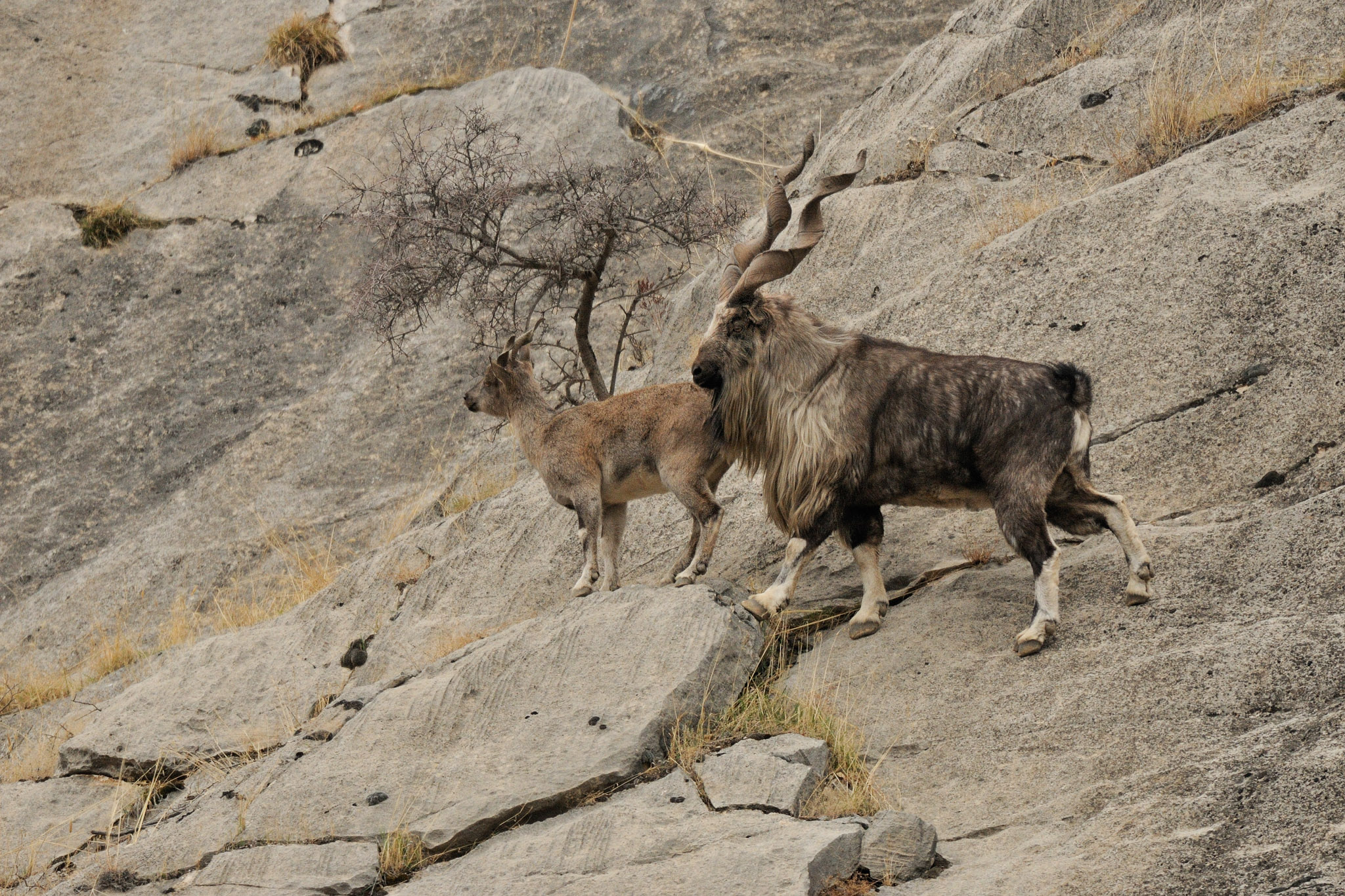螺旋角山羊,在100万人民币一只的狩猎许可中,得到保护