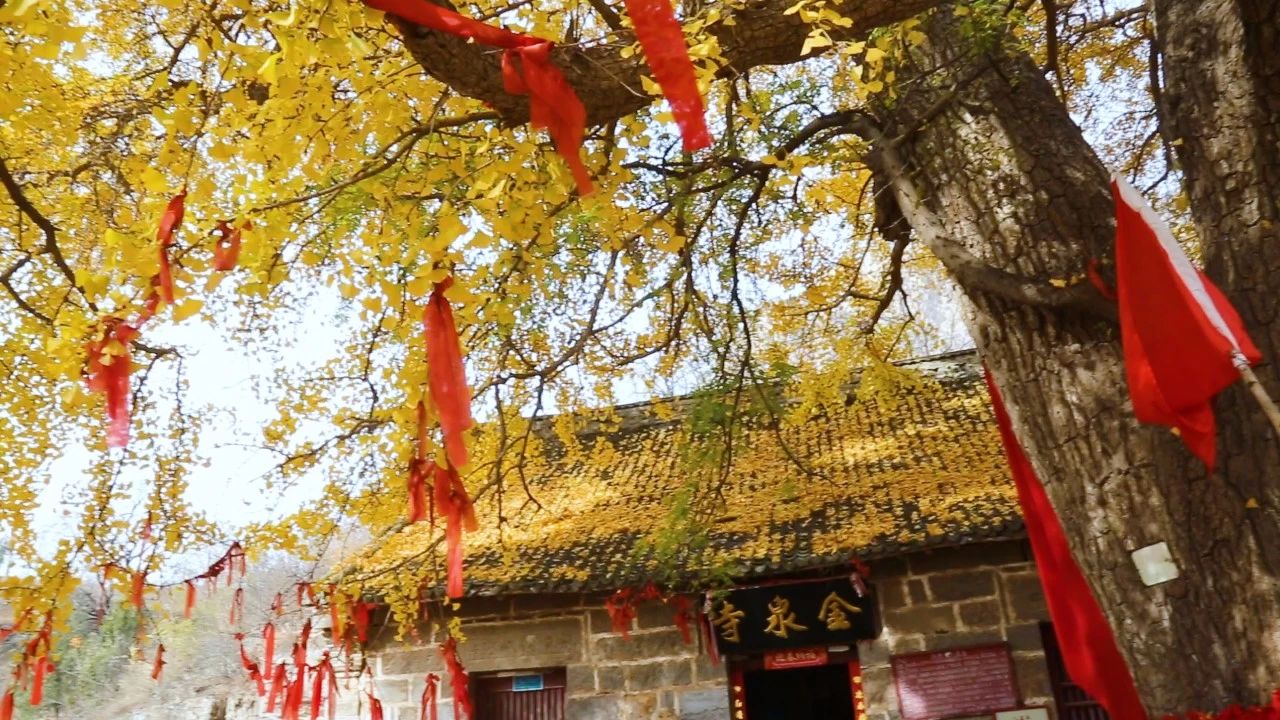 卫辉罗圈村的千年银杏树出圈了,正是赏银杏最佳期,赶紧去瞧瞧