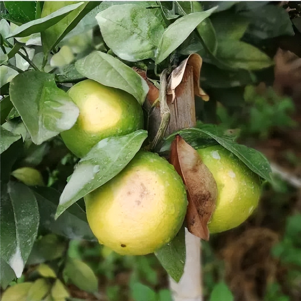 柑橘日灼果影响卖相,高温来临该怎么预防?