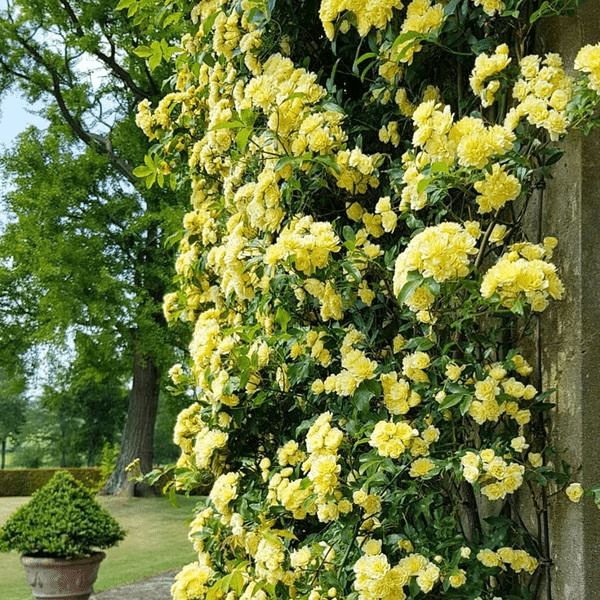 院子再小,建议养棵木香花,花开浪漫时,左邻右舍都说"好香"
