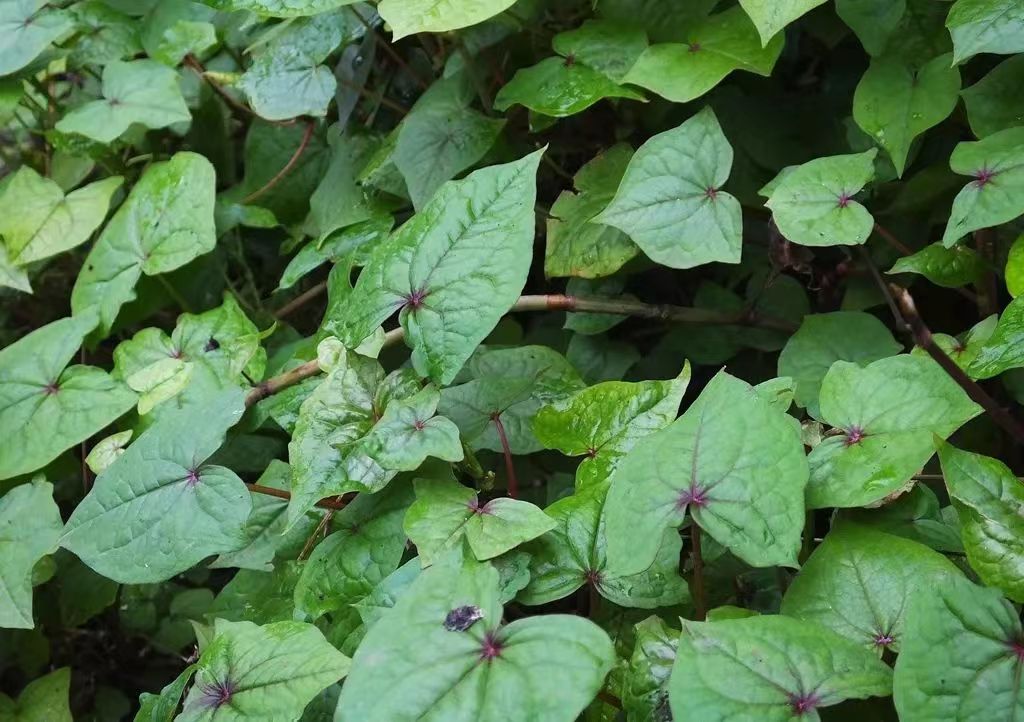 國家二級保護植物:野蕎麥,別名開金鎖,不能隨意採挖,保護好它