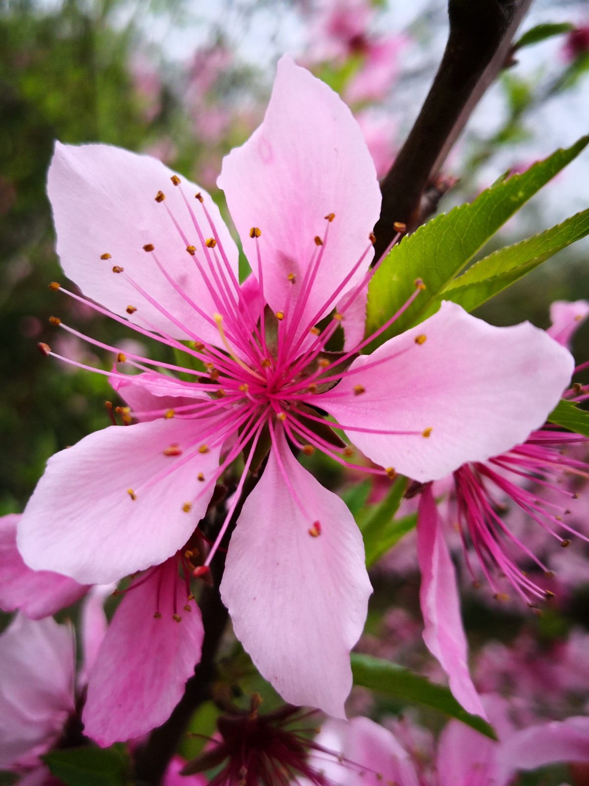 一抹春色染江南——桃花