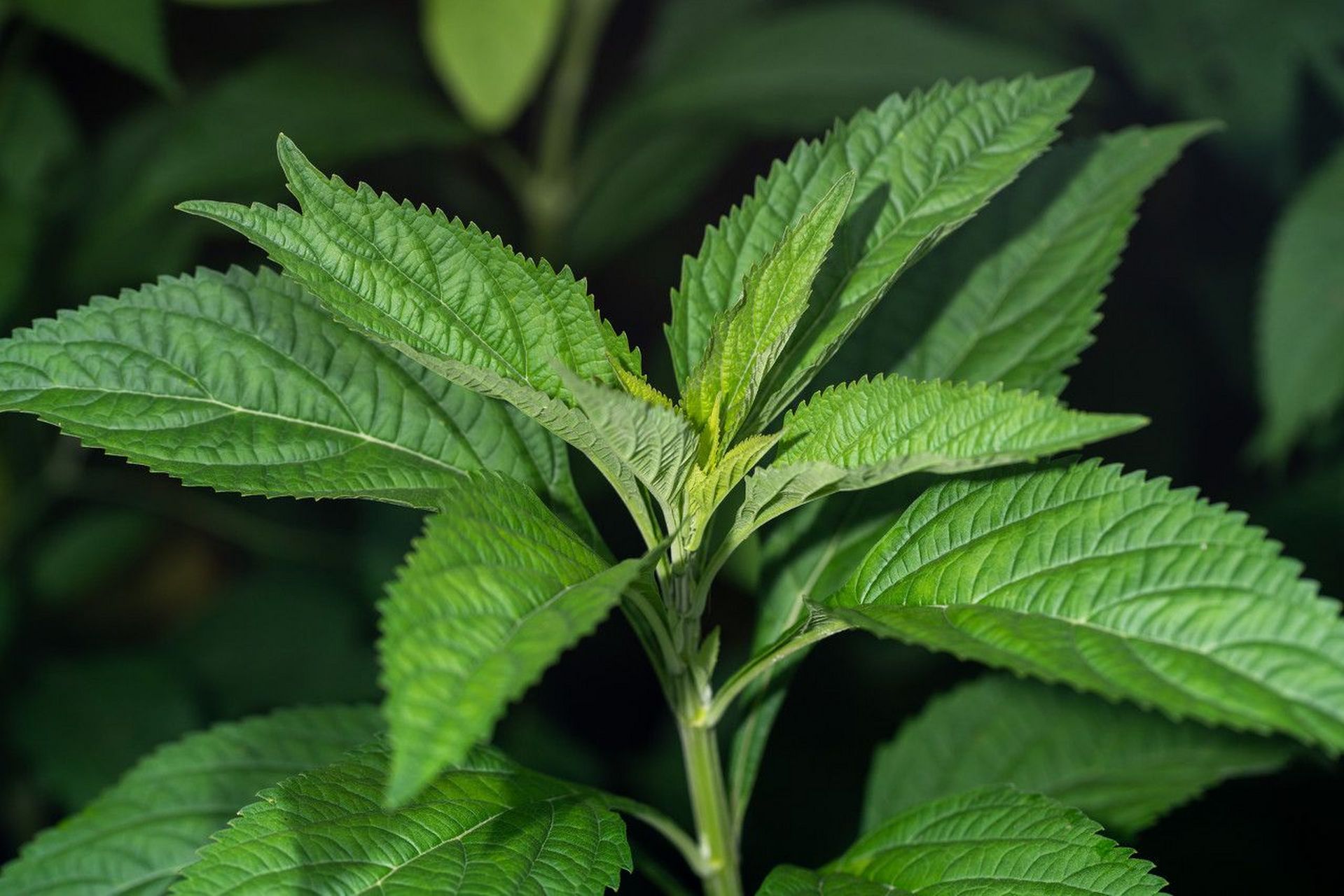 潮汕小吃"铁钉头",酥香甜  "铁钉头"又名"绣球花","绣球草",  别名