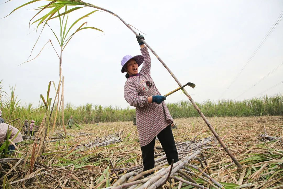【乡村振兴进行时】一天得120元  快点回家砍甘蔗啦!