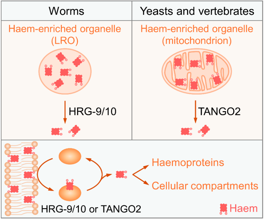 陳才勇組發現細胞內血紅素伴侶蛋白hrg-9