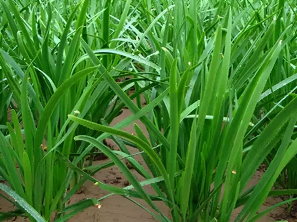 种植韭菜的方法,往地里撒上一把"壳",不施肥打药,环保产量高