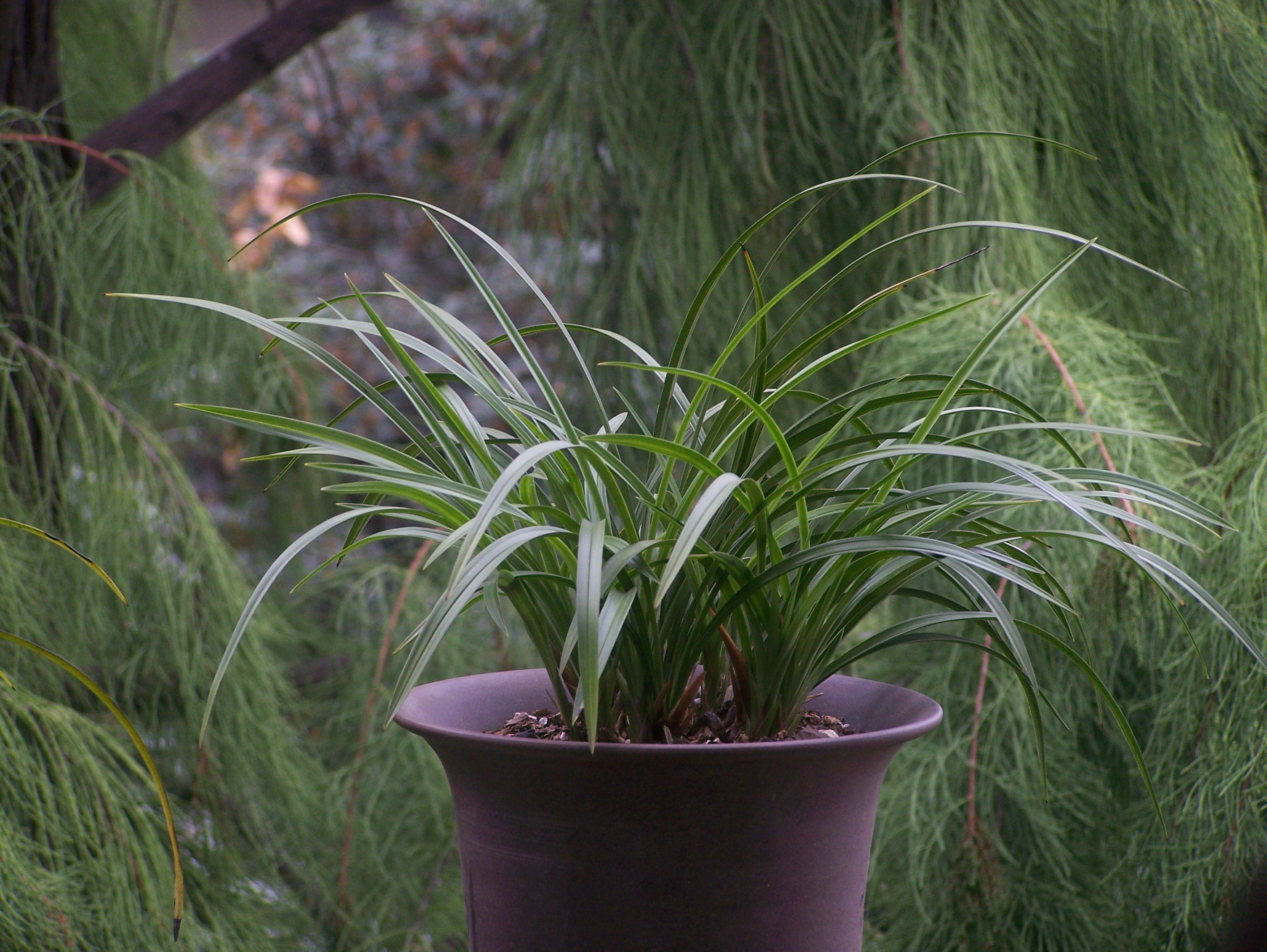 客厅阳台必不可少的兰花—宋梅,此兰文化底蕴深厚,值得养!