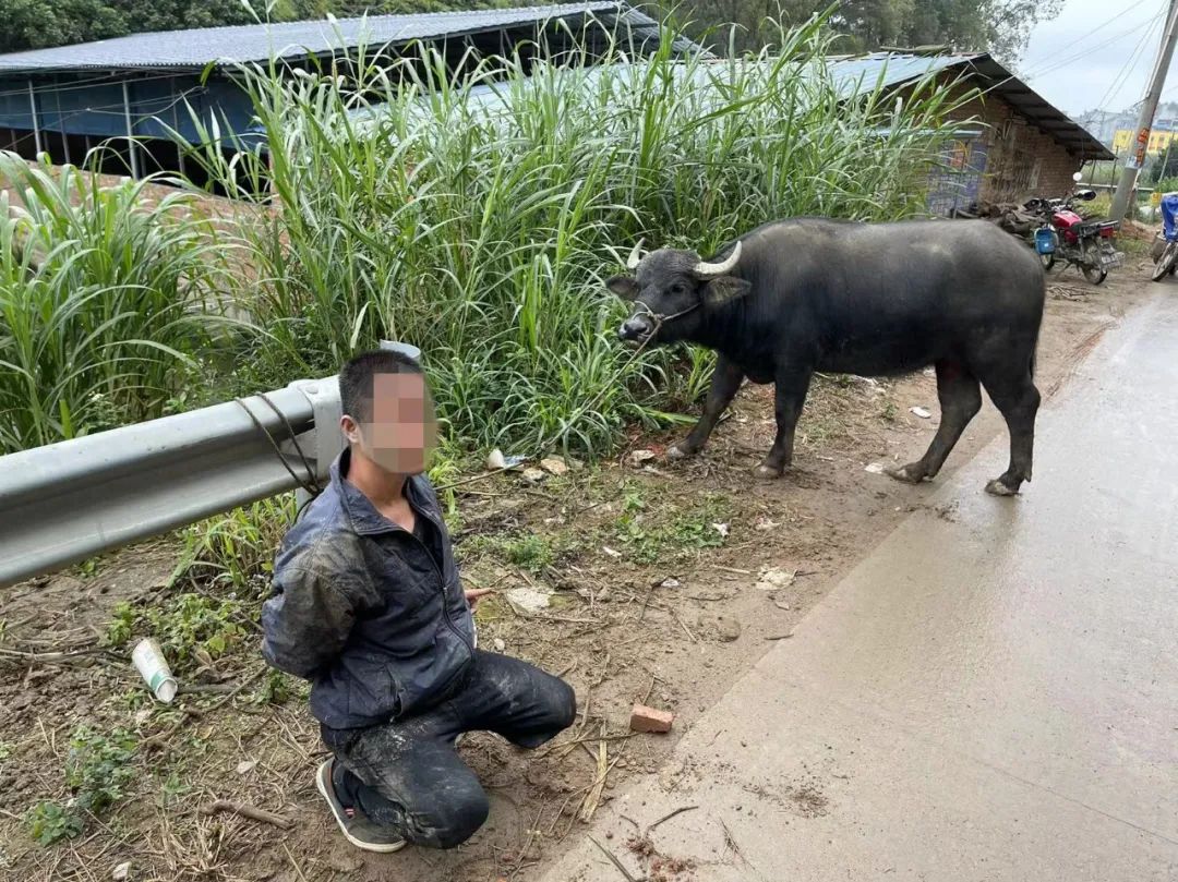 广西偷牛贼落网