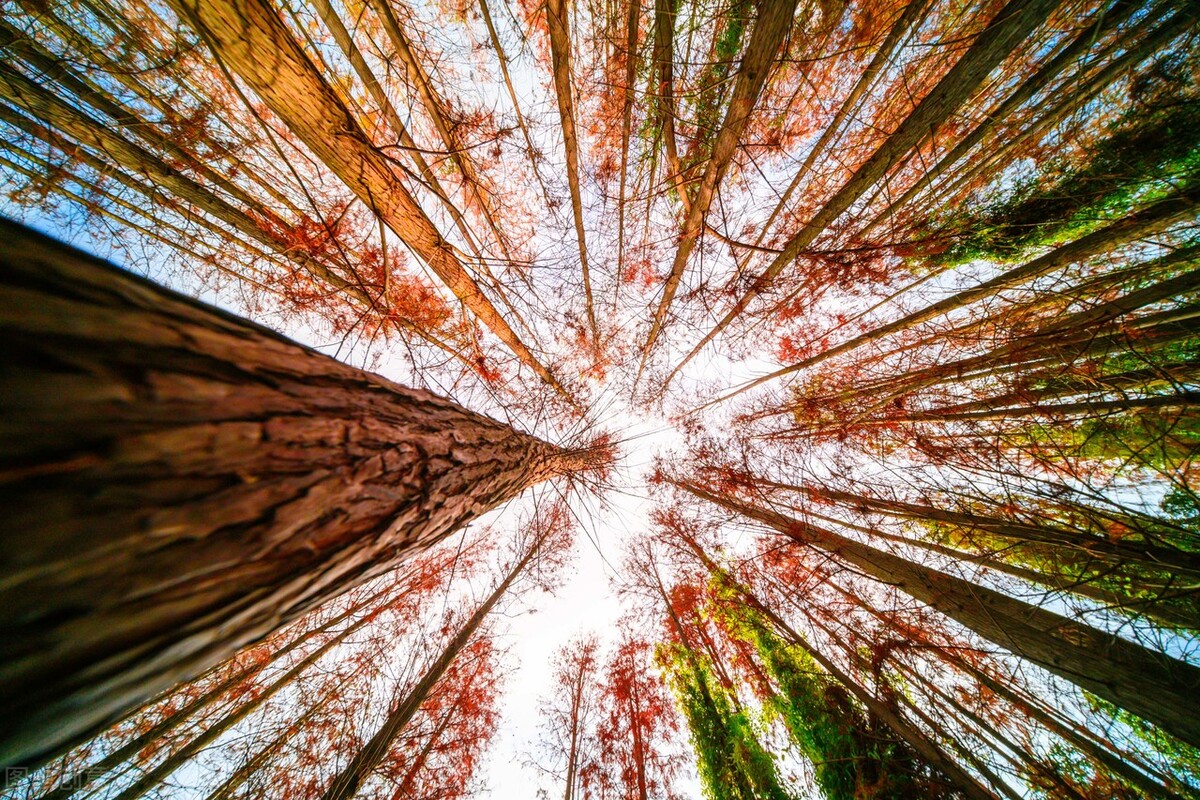 选择这个角度拍摄,照片美极了!摄影爱好者还不赶紧学起来?
