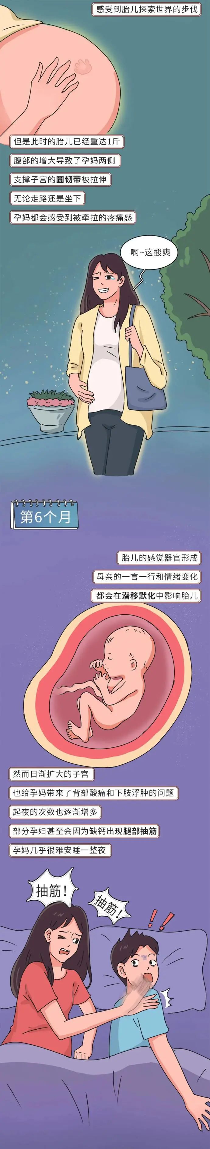 在懷孕10個月的時間裡?孕婦和寶寶都經歷了什麼?一組圖告訴你