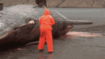 2004年,台湾闹市突然血肉四溅,堪比血案现场,鲸爆到底多可怕?