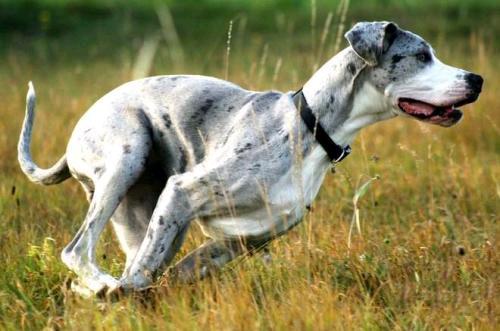 家犬的水门最大的图片图片