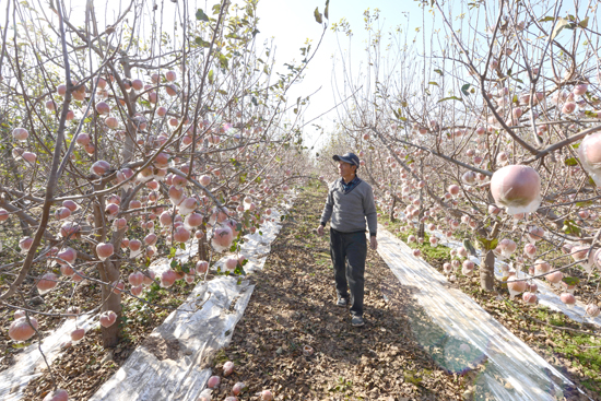 河南省中牟县宋广义邀您品尝黄河滩生态苹果