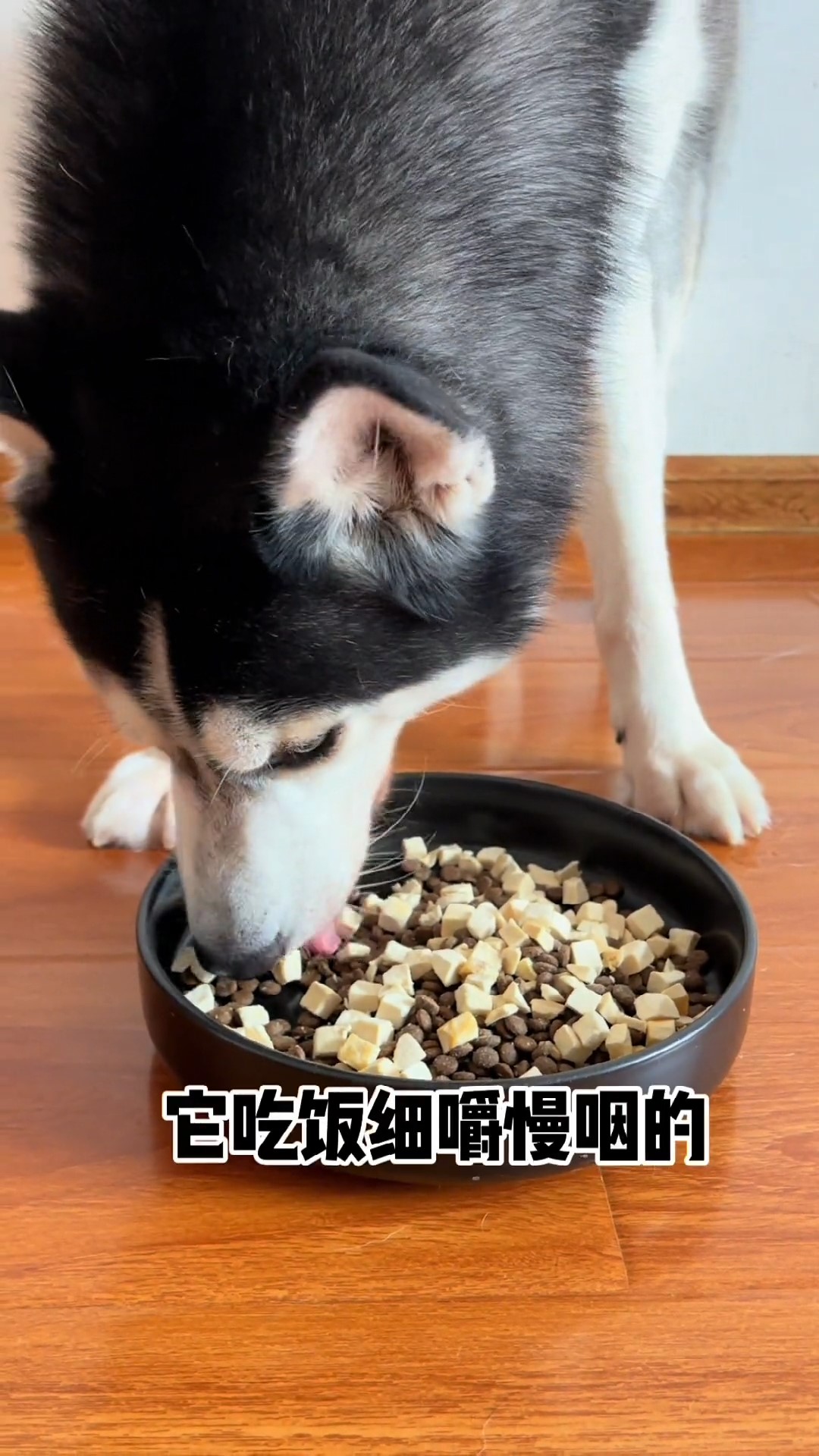 为什么哈士奇"弃养率"这么高,网友:这些缺点,爱不来