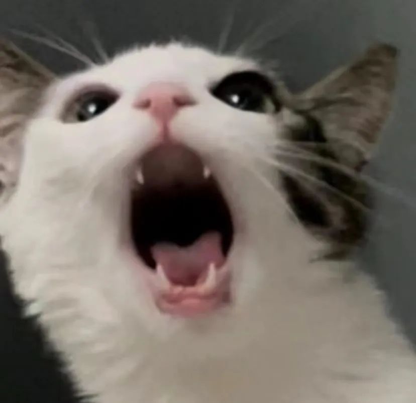 猫张嘴 表情包图片