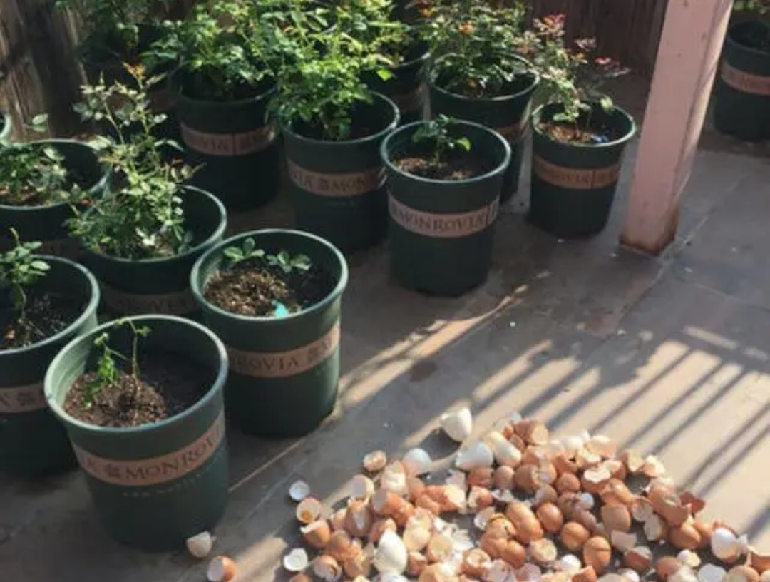 养花不用买肥自制4种花肥养分全面啥花都能用