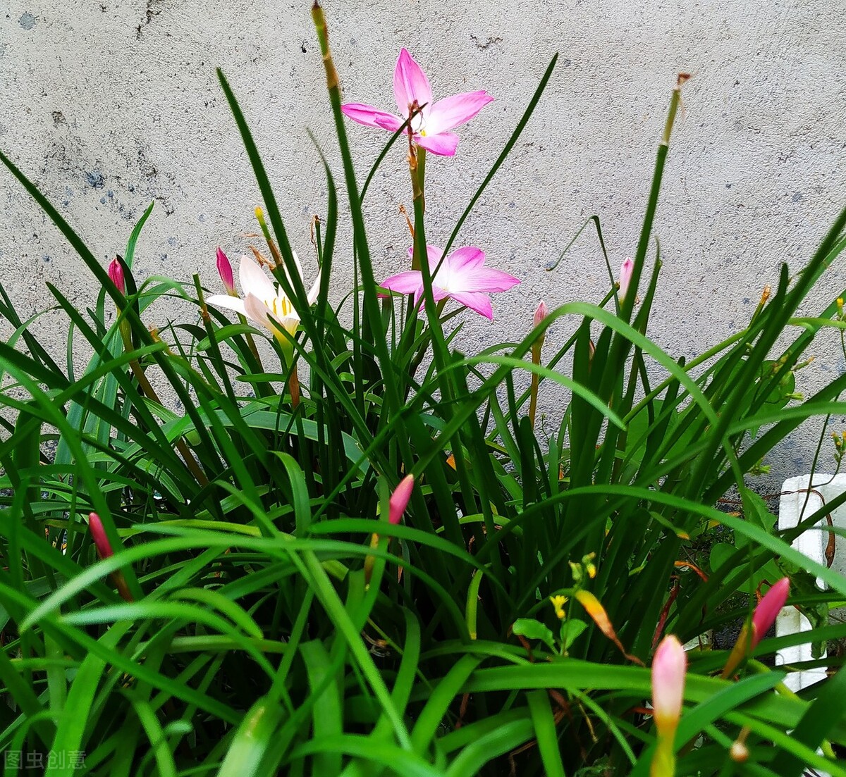 花韭,花草界中的"韭菜",耐寒又耐旱,很适合新手