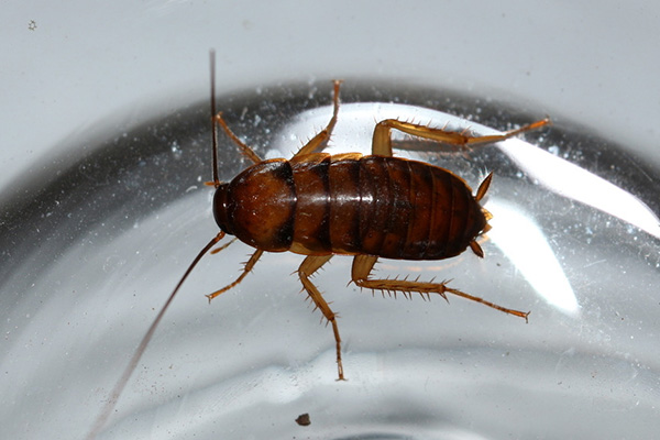 正确认识蟑螂的危害,防治技巧大揭秘,告别害虫困扰!