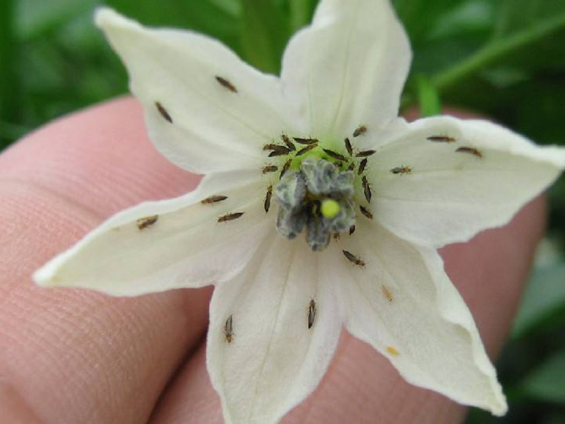 辣椒蓟马为害严重,预防措施看这里!