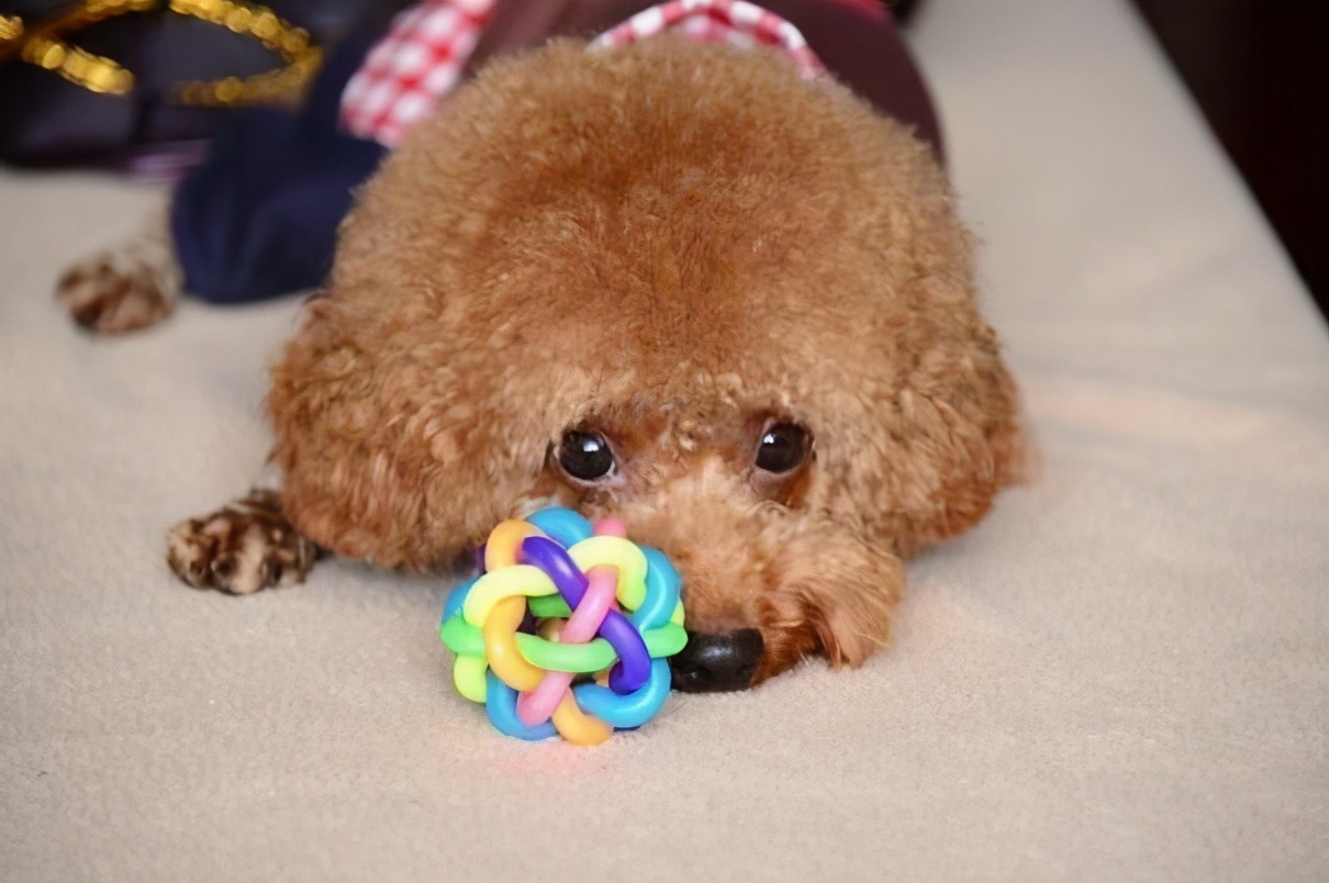 為什麼泰迪犬不讓人摸它的爪子?多半是這幾個原因!