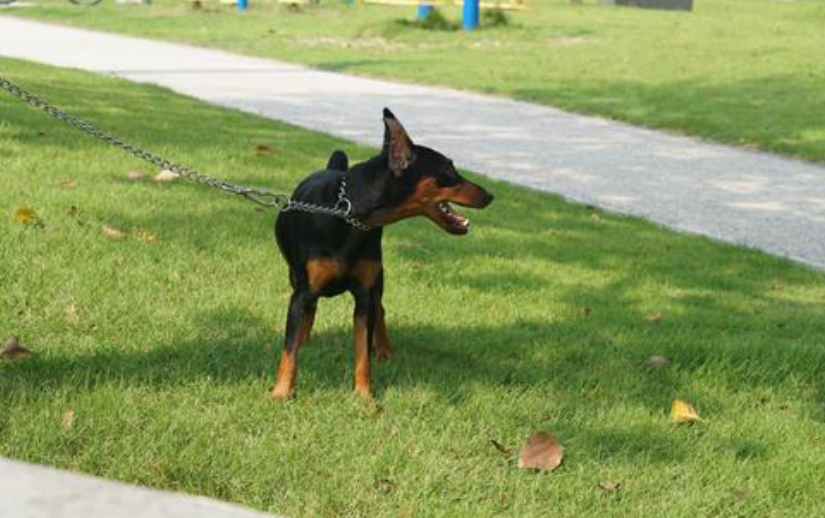 纯种迷你杜宾犬标准是什么?