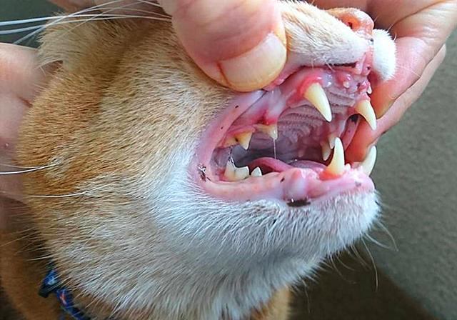 成年猫掉牙是怎么回事?