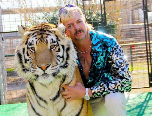老虎界的"油腻大叔",东北虎装可怜骗游客肉吃,如今胖成球