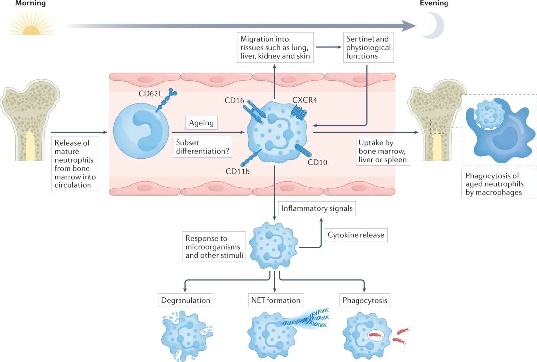 中性粒细胞在系统性自身免疫和自身炎症性疾病中的作用