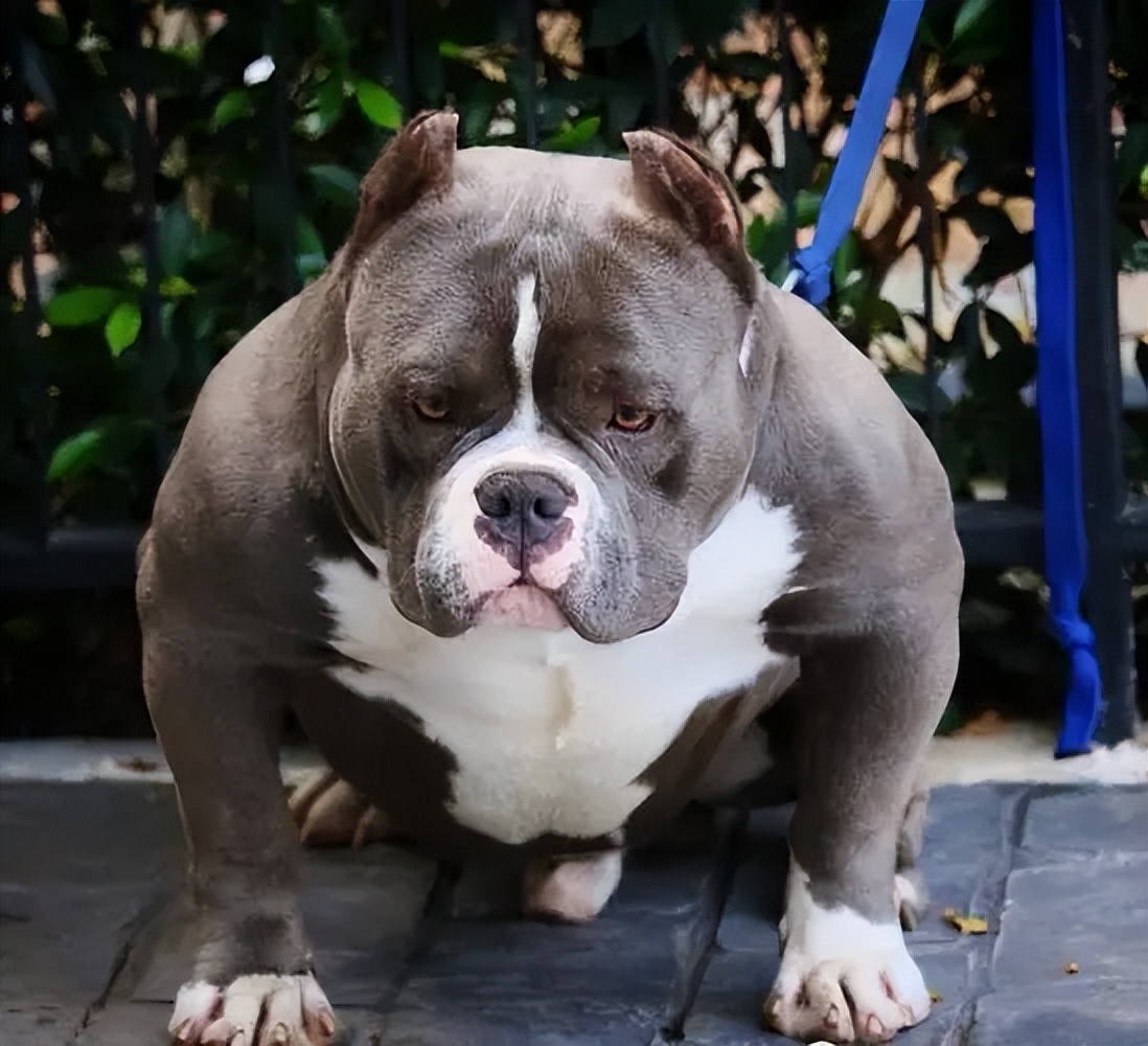 建议你养"恶霸犬"是有原因的,外表凶狠内心温柔,很难不爱