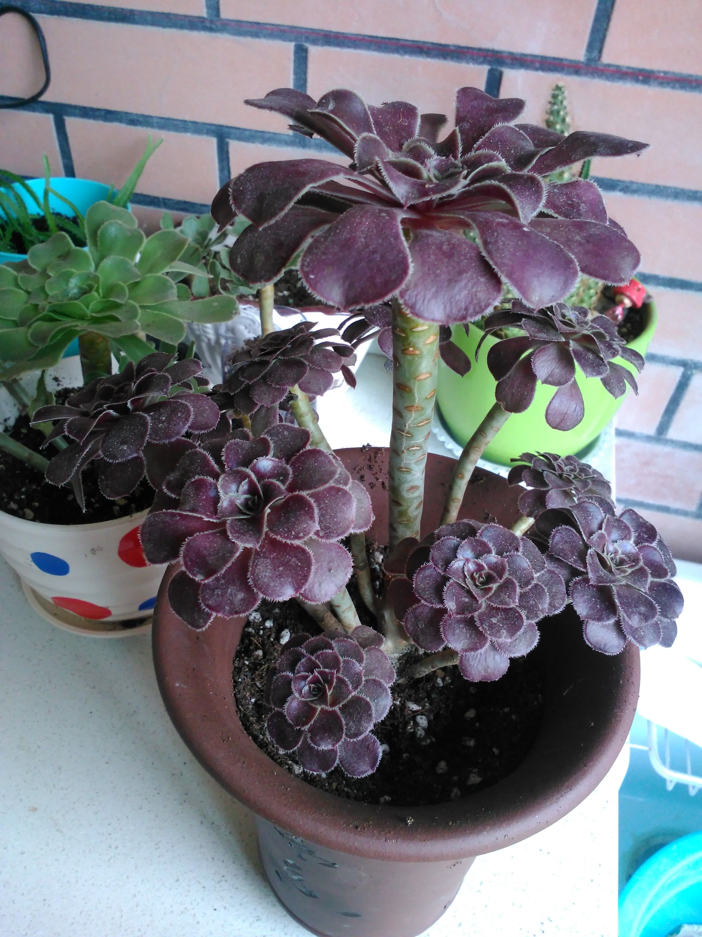 十大最漂亮的多肉植物,有你喜欢的吗