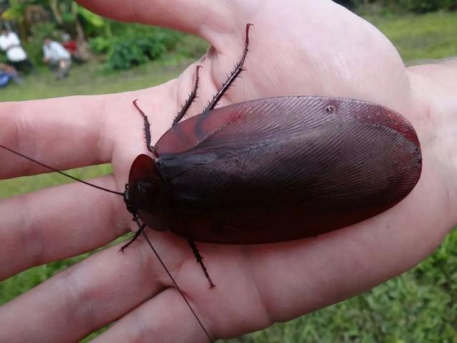 九成人不知道"蟑螂"天敌是啥:屋里放点它,蟑螂"集体消失"了