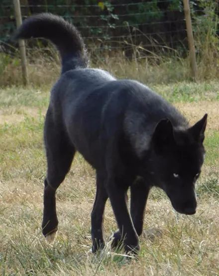 分享一只纯黑的哈士奇,实属罕见!