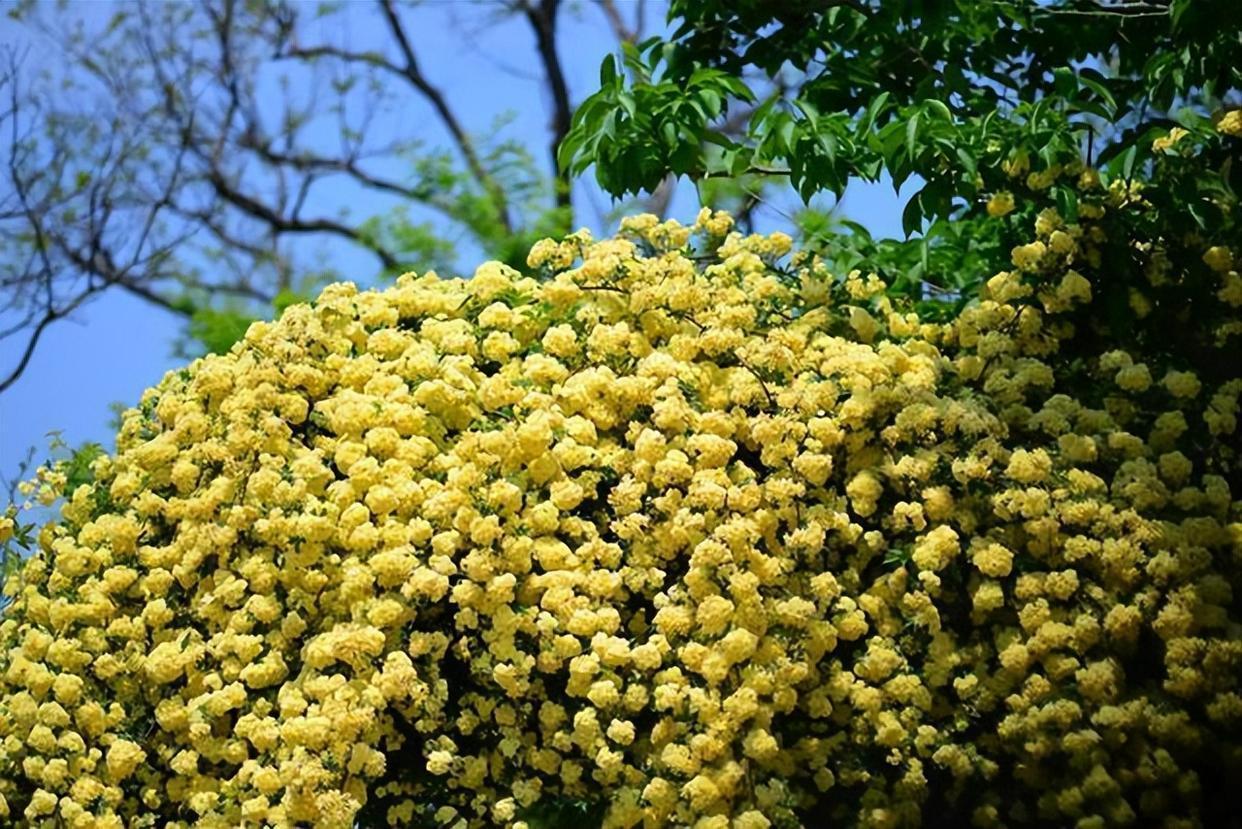 花卉霸主木香花