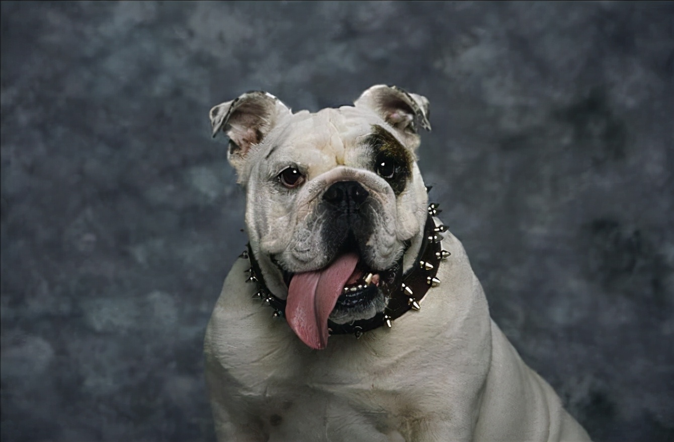 英国斗牛犬挑食怎么办