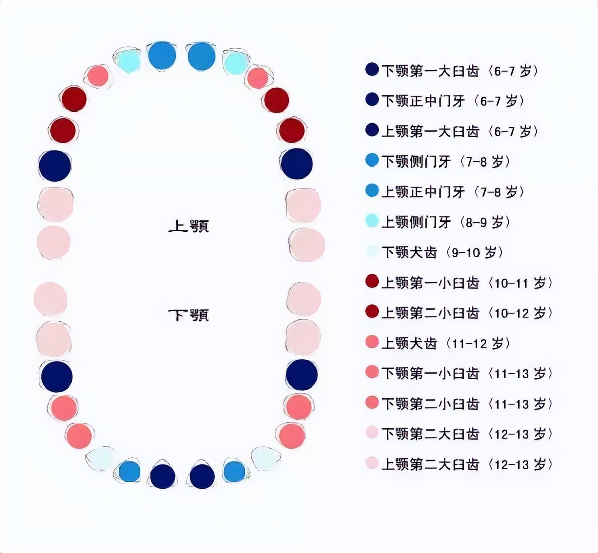 孩子的換牙順序圖,寶媽寶爸們請查收