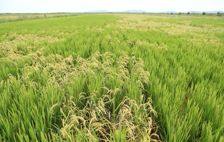 红得发紫的海水稻口感难吃还要种超百万亩国家到底有何打算