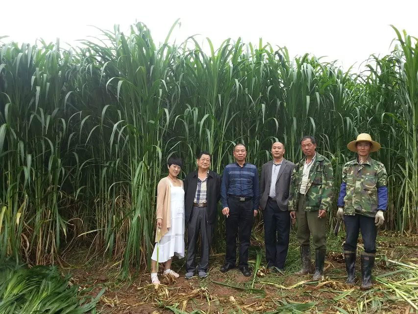 号称亩产30吨的巨菌草,如今种植情况如何?科学种植才是未来方向