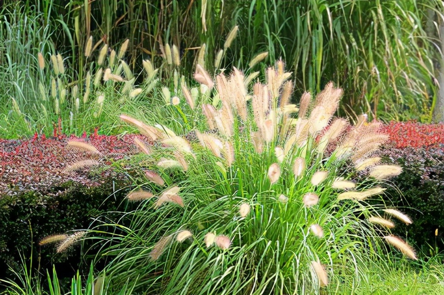 只适合女生看|这些网红观赏草,你家院子也能种