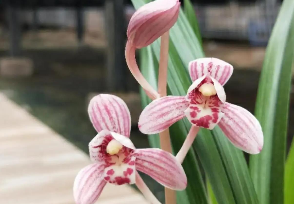 四季兰名花——东方红荷,花型正格,花色水红,香气轻松飘满园