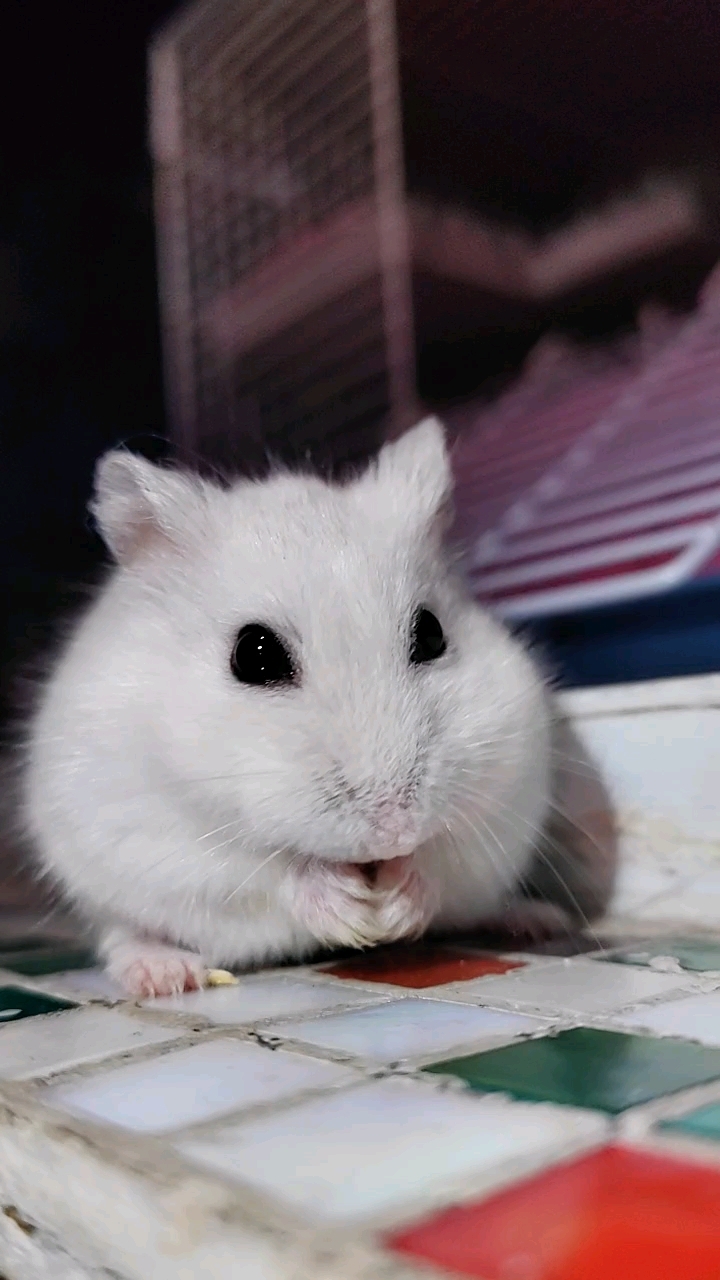 父母都是银狐,小仓鼠却是黑白色?