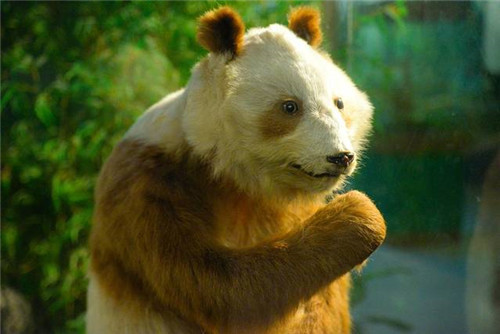 中国发现一只"变种"大熊猫,全球仅有一只,西方各国眼红不已