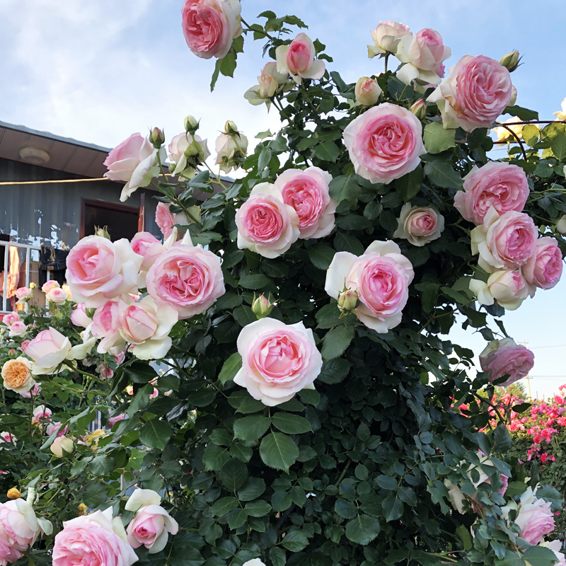 3种爬藤月季,长势最强壮,一根枝条三四米,一年一个"大花墙"