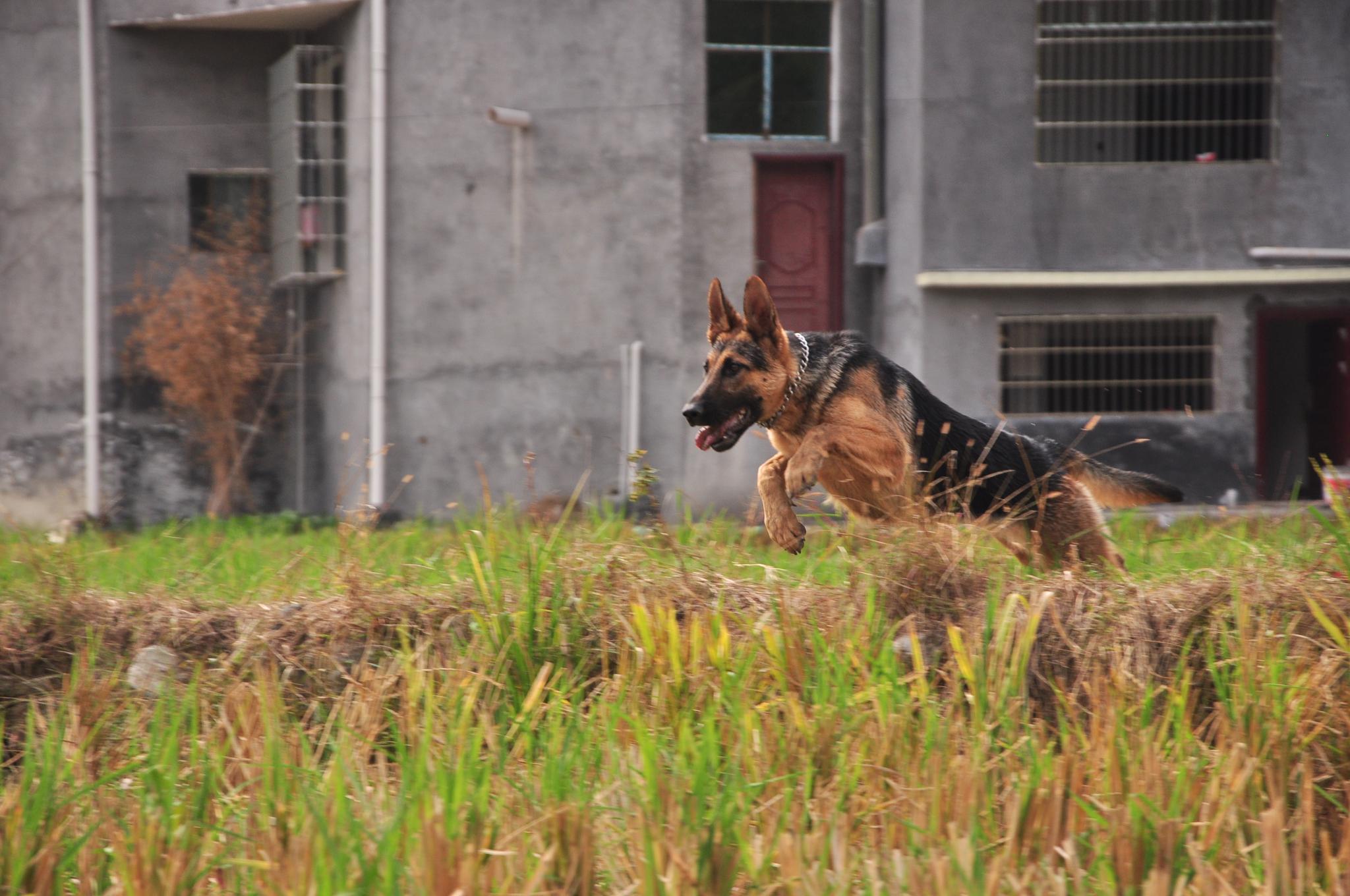 "昆明犬"为啥这么威风凛凛?它的秘密,养过的人才懂!